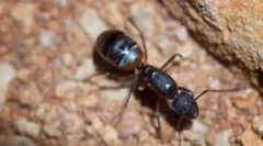 Najväčšie a menšie mravce na svete